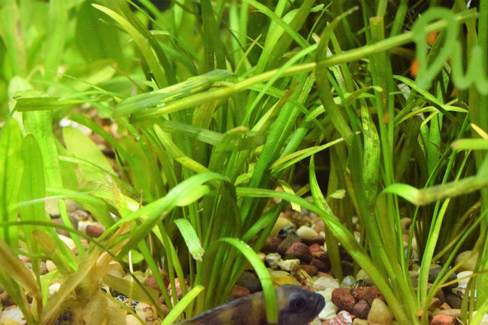 Dwarf Sagittaria