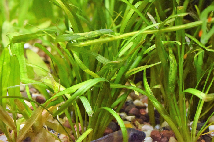 Dwarf Sagittaria