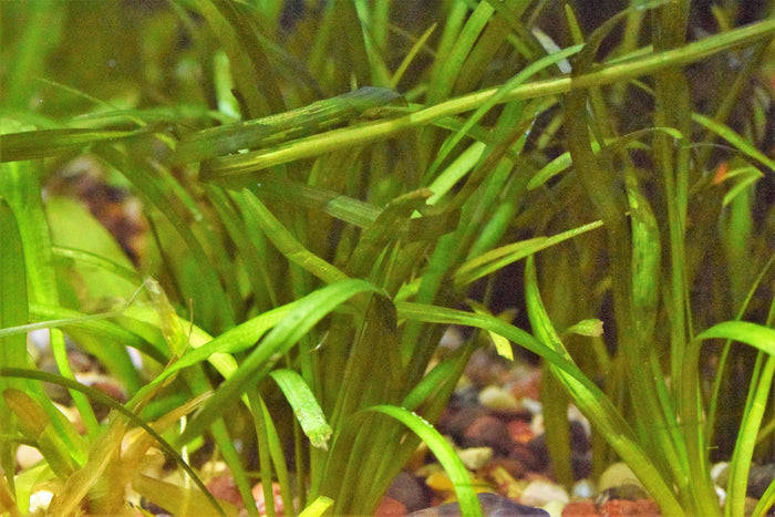 Dwarf Sagittaria