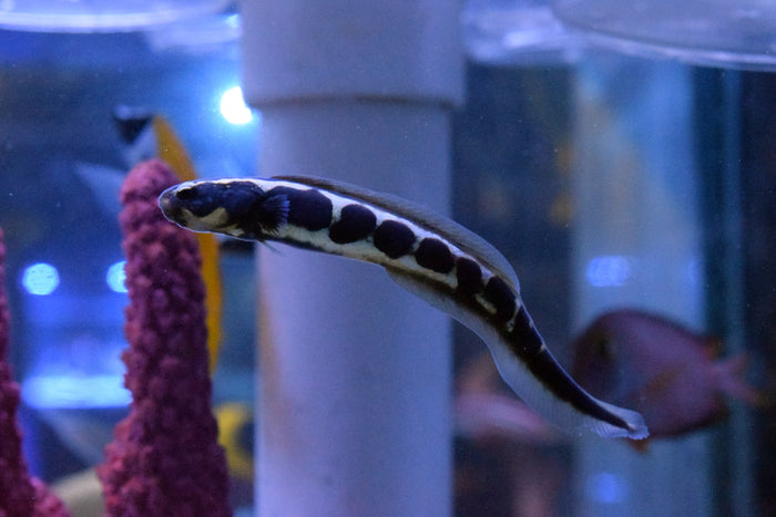 Engineer Eel Goby