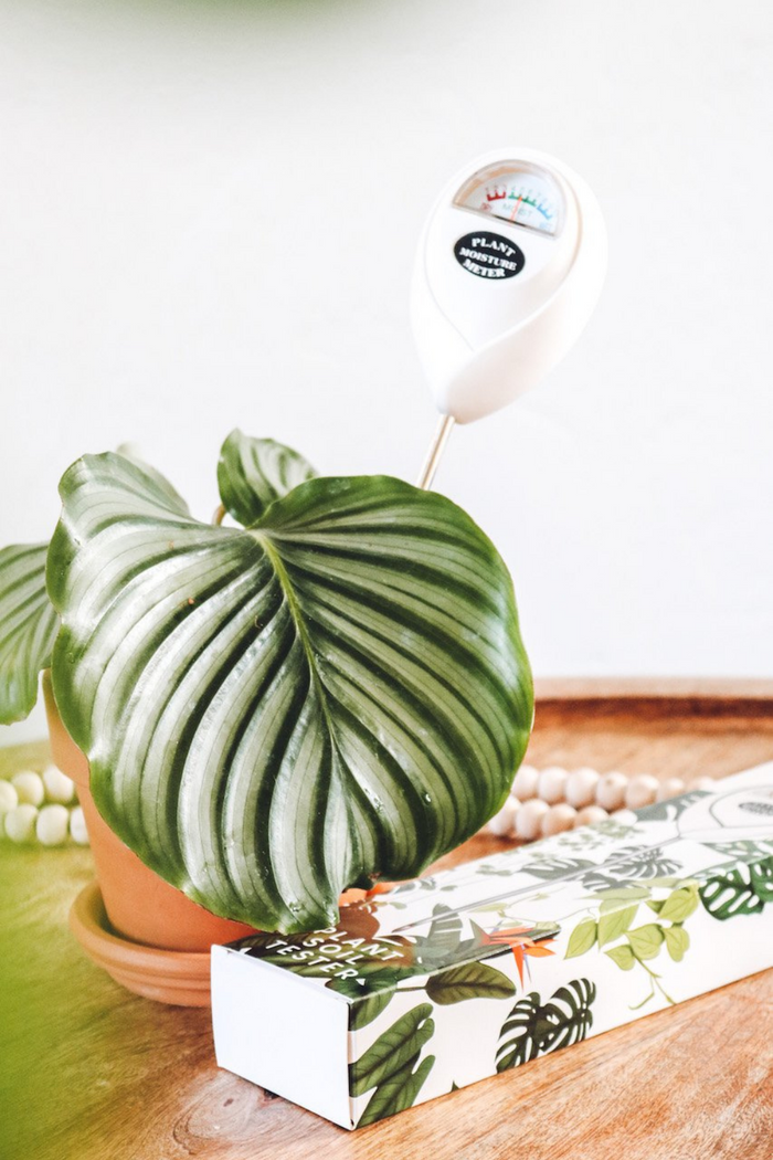 Classy_Casita_Moisture_Meter_Water_Monitor_Houseplant_Care