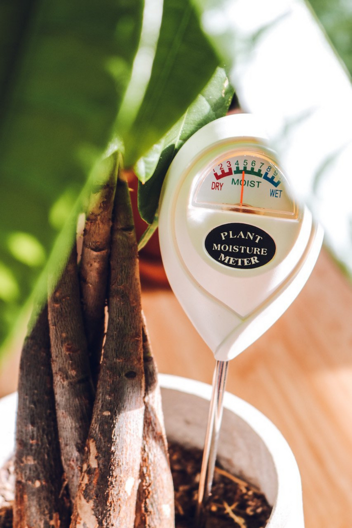 Classy_Casita_Moisture_Meter_Water_Monitor_Houseplant_Care