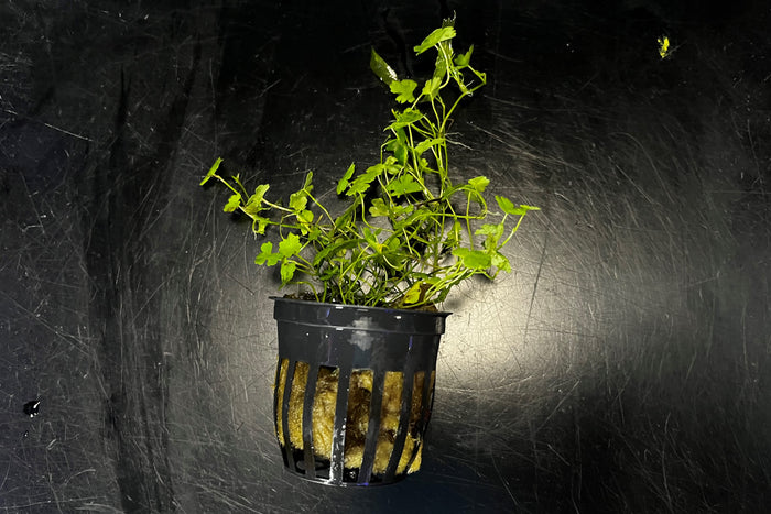 Hydrocotyle sp. "Japan"