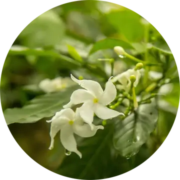 Jasmine Attar Chameli Essential Oil - Living Libations