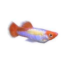 Kohaku Guppy Male