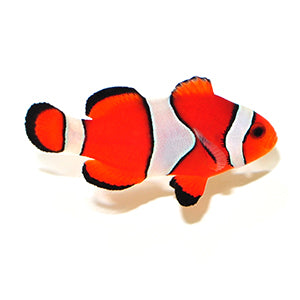 Mocha Clownfish Pair
