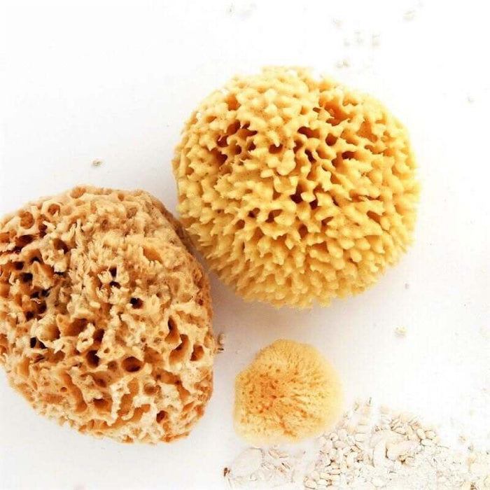 Three natural sponges of different sizes on a white background