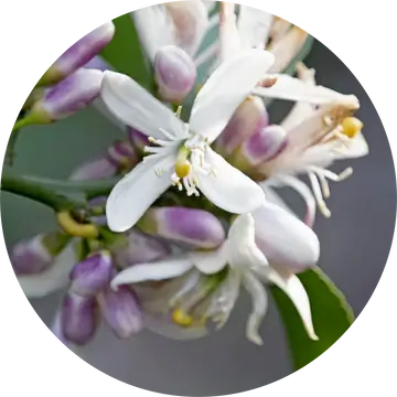 Neroli Grapefruit Blossom Essential Oil - Living Libations