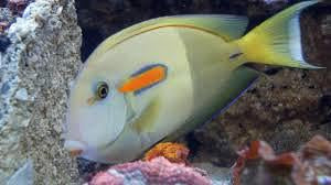 Orange Shoulder Tang 7"