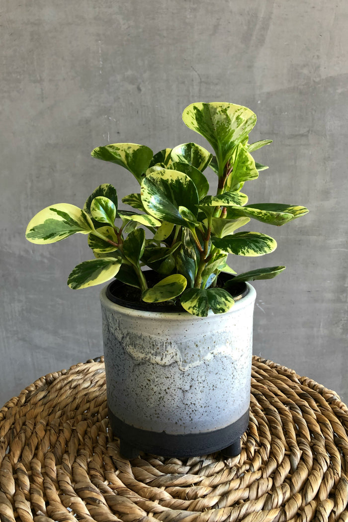 Peperomia Obtusifolia