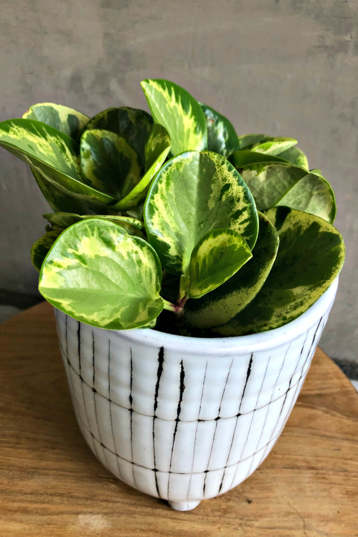 Peperomia Obtusifolia