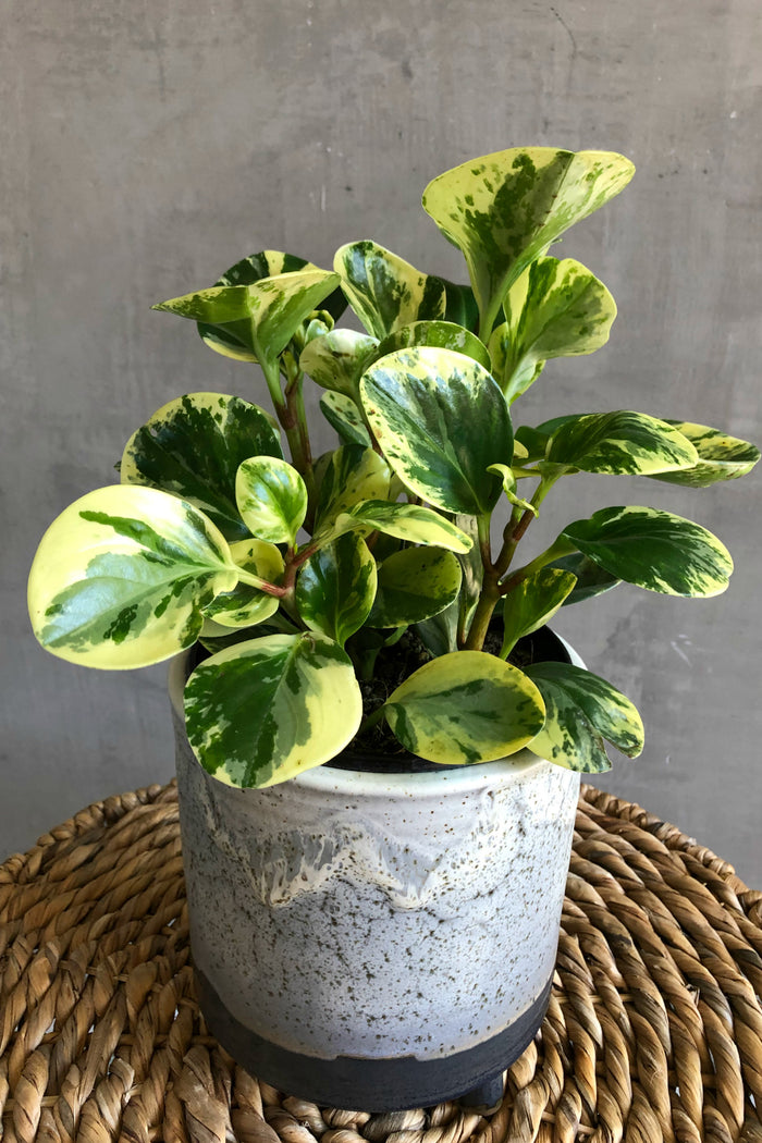 Peperomia Obtusifolia