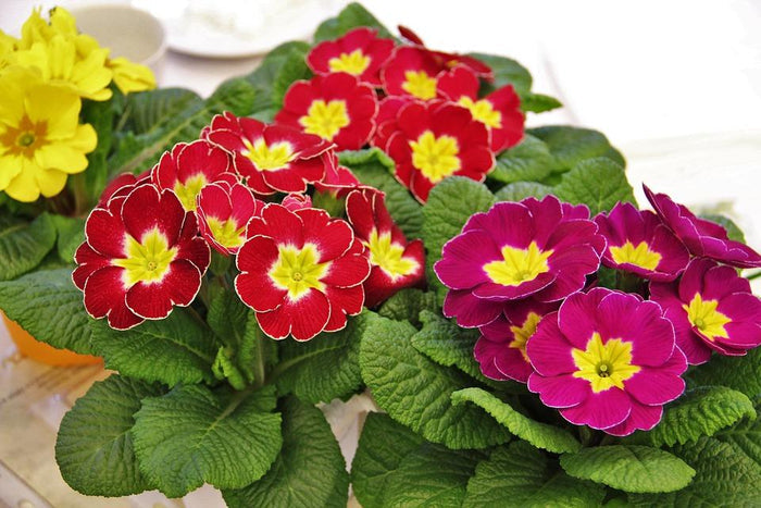 Primrose, Primula evening, Flower Essence
