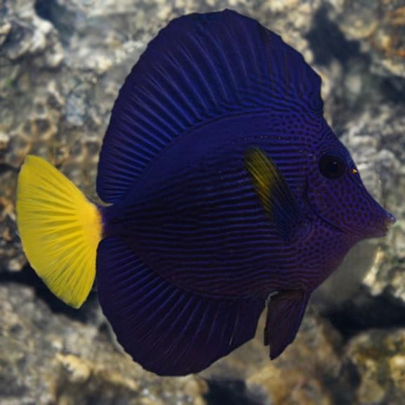 Purple Tang Medium
