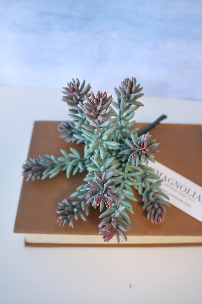 Purple Tip Blue Sedum Succulent