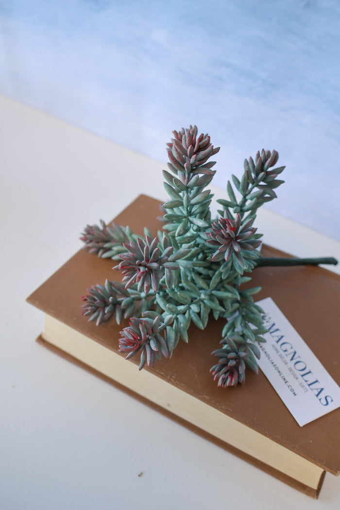 Purple Tip Blue Sedum Succulent