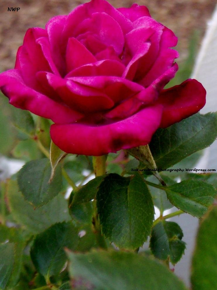 Red Rose, Madame Isaac Pereire Bourbon Rose, Flower Essence