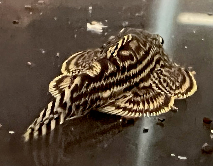 Reticulated Hillstream Loach