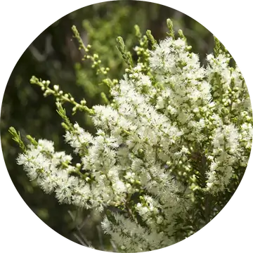 Rosalina Essential Oil - Living Libations