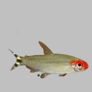 Rummy Nose Tetra