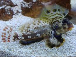 Scooter Blenny