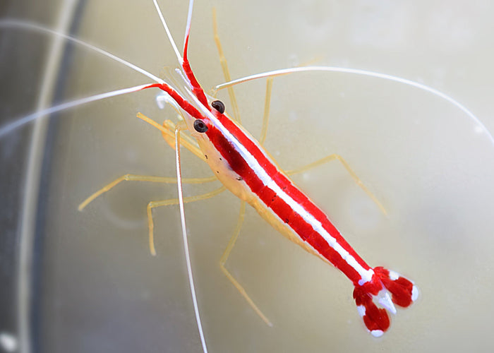 Skunk Cleaner Shrimp