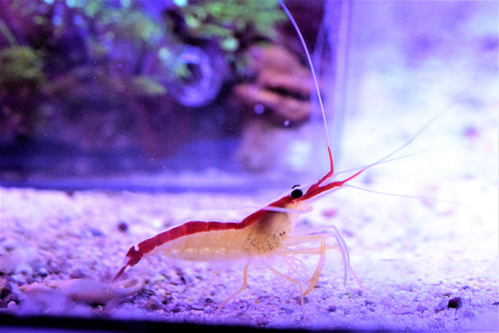 Skunk Cleaner Shrimp