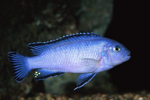 Socolofi Cichlid
