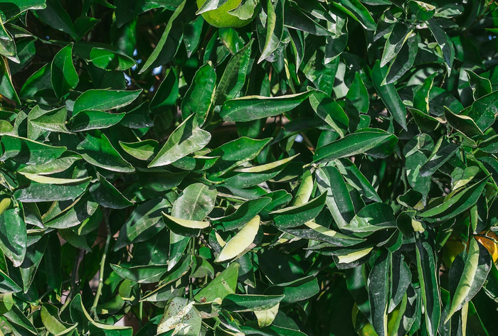 Tea Tree Pure Oil