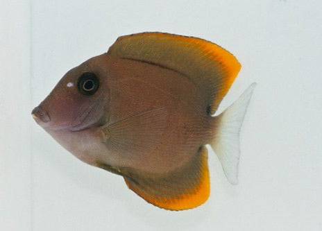 Tomini Bristletooth Tang 3" -3.75"