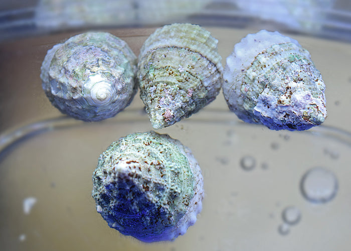 Turban Snails