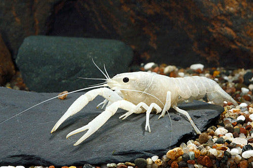 Vanilla Crawfish