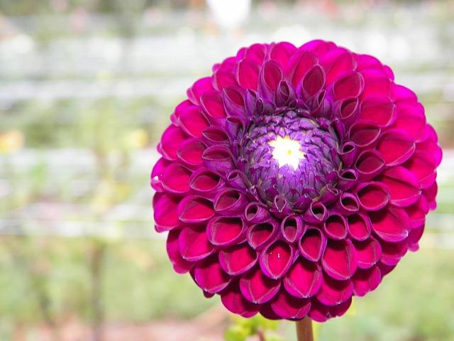 Zinnia ,Old Mexico, Flower Essence